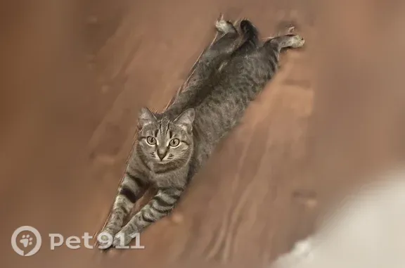Пропала кошка, Бородинская, д. 47, Липецк — коричневые глаза - photo