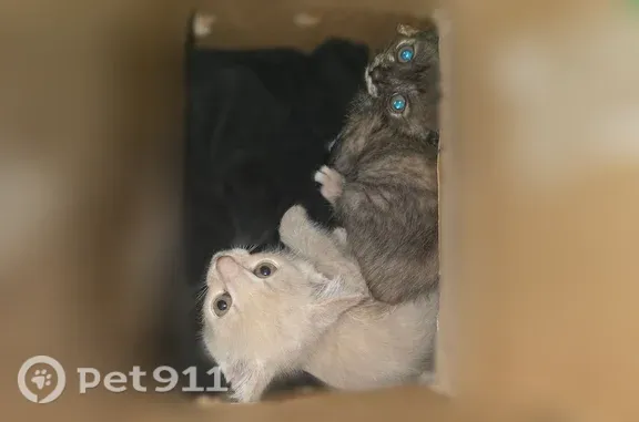 Найдена кошка, Саяногорск, фото: Найдена кошка, Микрорайон Советский (г Саяногорск), д. 28, Саяногорск — два котёнка около 2 месяцев