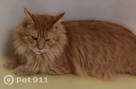 Пропала кошка, им. Байбакова Н.К., д. 6, Краснодар — откликается на Рыся - photo