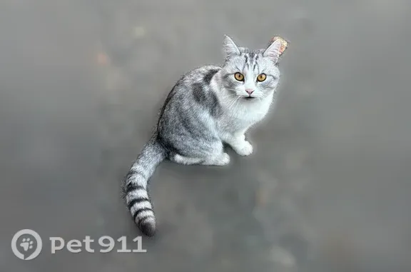 Найдена кошка, Киров, фото: Найдена кошка, Пятницкая, д. 12/1, Киров — серо-белый кот с жёлтыми глазами