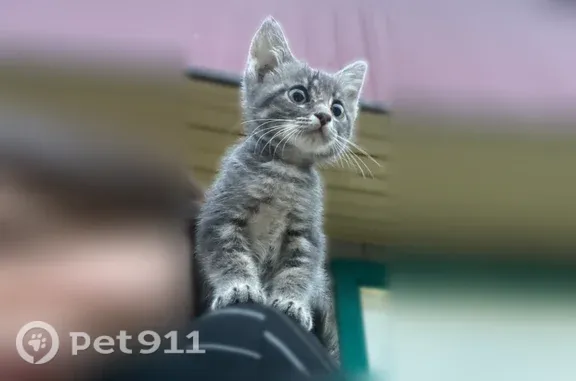 Пропала кошка, Село Сасыколи, 2-я Набережная, Сасыколи — полосатая, с большими ушками - photo