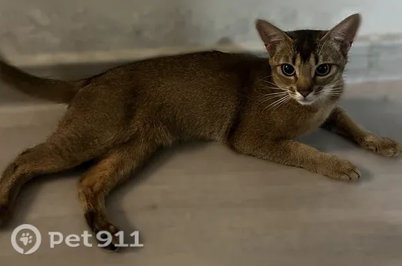 Кошки потеряшки, Глазково, фото: Потеряшка кошка, Деревня Глазково, Проезд Глазково, д. 24, Глазково