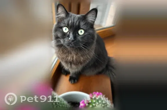 Пропала кошка, Поселок Горячеводский (г Пятигорск), Войска Терского, д. 26, Пятигорск — черно-коричневая, серо-зеленые глаза - photo