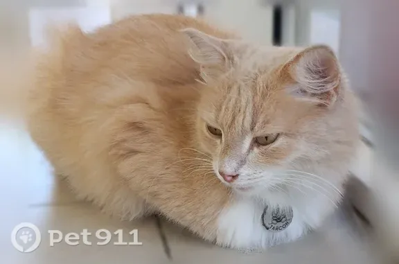 Найдена кошка, Брянск, фото: Найдена кошка, Брянск — рыжая, с медальоном на ошейнике