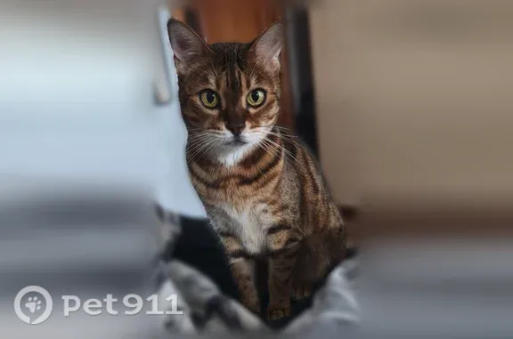 Кошки потеряшки, Ноябрьск, фото: Потеряшка кошка, Ноябрьск, 40 лет Победы, Ноябрьск — пятнистая бенгалка