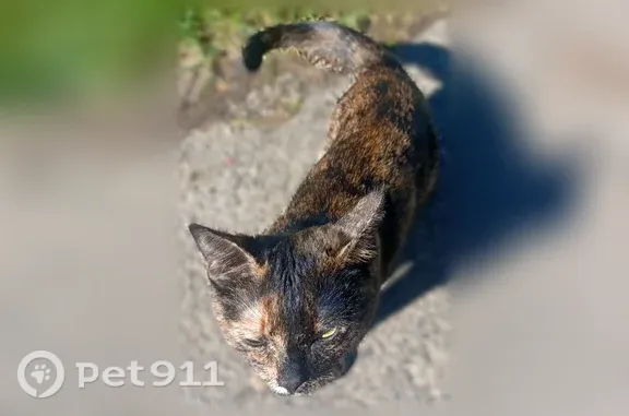 Найдена кошка, Екатеринбург, фото: Найдена кошка, Флотская, д. 45, Екатеринбург — пугливая и ласковая