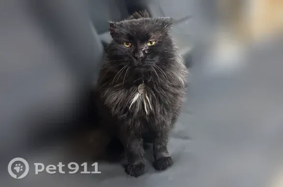 Пропала кошка, Локомотивная, д. 146, Ульяновск — белый галстук, надорванные уши - photo
