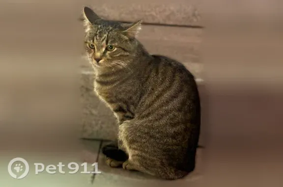 Найдена кошка, Уфа, фото: Найдена кошка, Айская, д. 20, Уфа — район Ультры, похожа на домашнюю