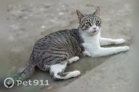 Пропала кошка, Прохладный — выпрыгнула из машины - photo