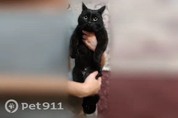 Найдена кошка, Оренбург, фото: Найдена кошка, Зиновьева, Оренбург — молодая черно-коричневая кошечка