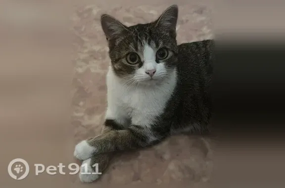 Пропала кошка, Кемерово, Кузнецкий, д. 135б — добрая и дружелюбная - photo