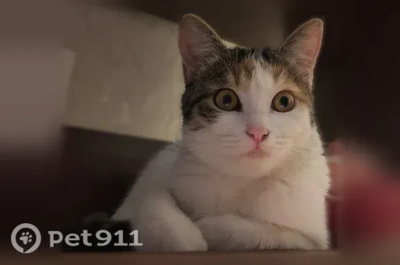Кошки потеряшки, Уфа, фото: Потеряшка кошка, Вокзальная, д. 7, Уфа — на спине сердечко