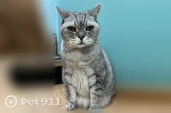 Кошки потеряшки, Тверь, фото: Потеряшка кошка, 2-й Седова, д. 32, Тверь — британский кот, откликается на имя