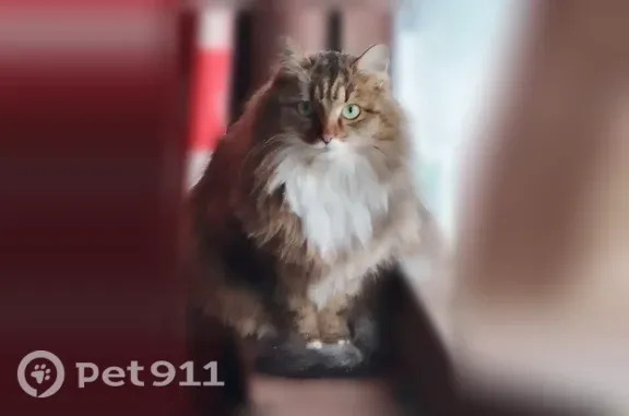 Пропала кошка, 1-я Шоссейная, д. 49, Белгород — трёхцветная, пушистая Дуся - photo
