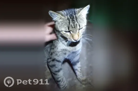 Найдена кошка, Севастополь, фото: Найдена кошка, Колобова, д. 15, Севастополь — ласковый кот, больше недели во дворе
