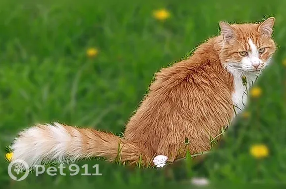 Пропала кошка, Село Немчиновка (г Одинцово), Советский, д. 104, Одинцово — рыжий кот, пугливый - photo