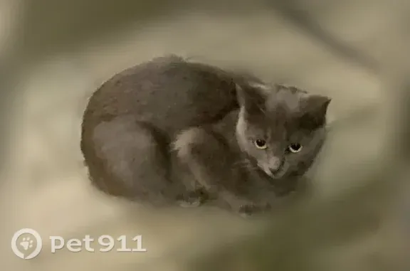 Найдена кошка, Воронеж, фото: Найдена кошка, Адмирала Чурсина, Воронеж — спокойная, ласковая