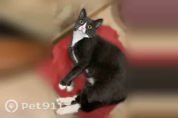 Кошки потеряшки, Тверь, фото: Потеряшка кошка, Трехсвятская, д. 20, Тверь — пугливая, с белой грудью