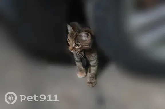 Найдена кошка, Тула, фото: Найдена кошка, К. Цеткин, д. 3, Тула — шпротного окраса, с круглым брелоком