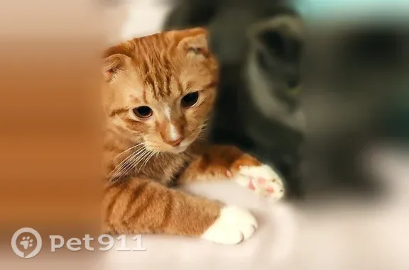 Пропала кошка, Мичуринская, д. 117, Тамбов — Кузя и Моня, оба вислоухие - photo