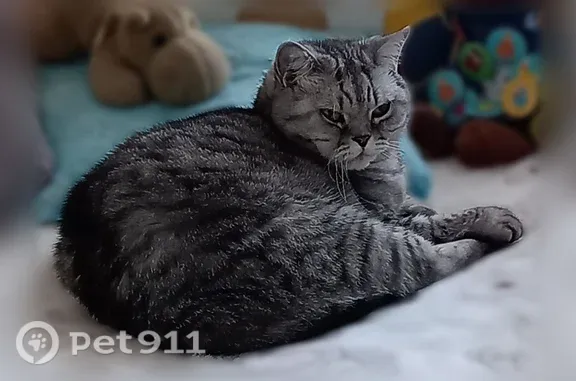 Кошки потеряшки, Томск, фото: Потеряшка кошка, Томск, Фрунзе, д. 98/2 — серый полосатый британец
