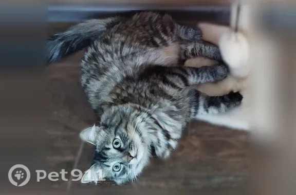 Пропала кошка, Гагарина, д. 5А, Реутов — на коте шлейка - photo