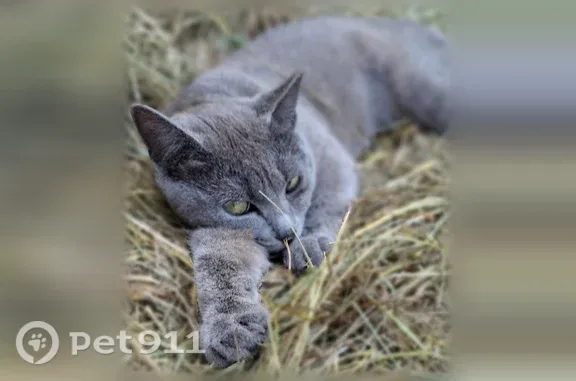Пропала кошка, Володарского, д. 37, Пенза — серый окрас, слезится левый глаз - photo
