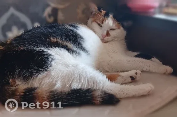 Пропала кошка, Барнаул — выпала с балкона второго этажа - photo