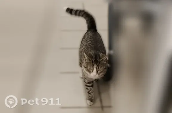 Найдена кошка, Москва, фото: Найдена кошка, Смольная, д. 15, Москва — кот окраса табби, не кастрирован