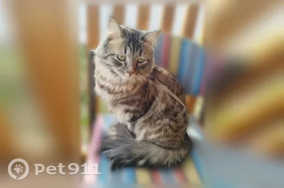 Пропала кошка, Гагарина, д. 5А, Реутов — котик в шлейке - photo
