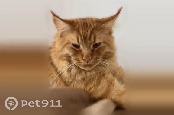 Пропала кошка, Посьетская, д. 48, Владивосток — рыжий мейкун с роскошным хвостом - photo