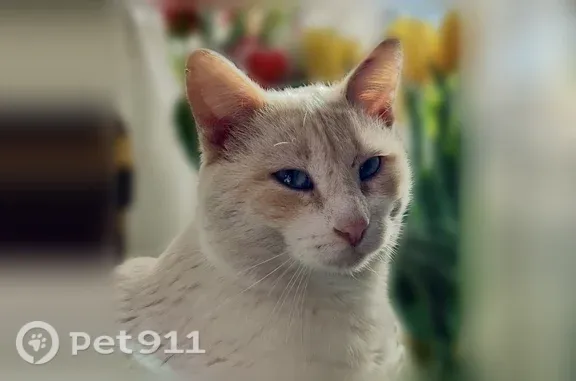 Пропала кошка, Энгельс, Российский, Энгельс — сиамский кот Тайсон, голубые глаза - photo