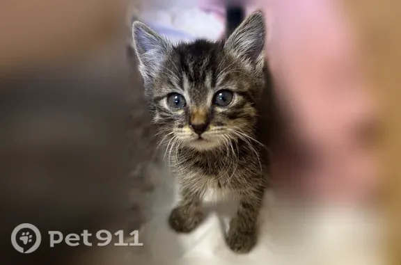Кошка ищет дом, Район Железнод...
