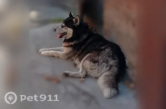 Найдена собака, 8-я линия, д....