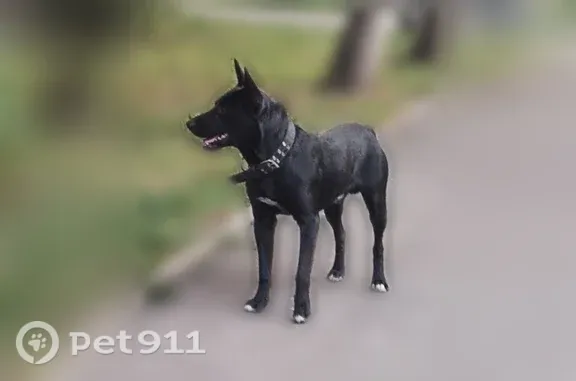 Найдена собака, Красноармейска...