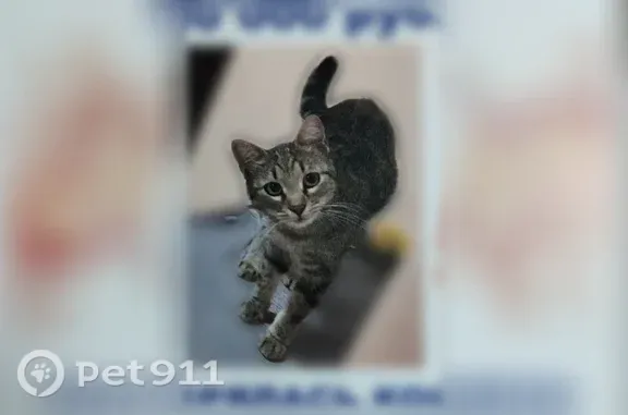 Пропала кошка, Хутор Заря, Мира, д. 112А — полосатая, со своеобразным характером - photo