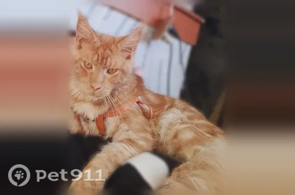 Пропала кошка, Челябинск — рыжий мейн-кун в ошейнике - photo