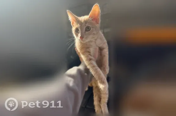 Найдена кошка, Ярославль — лас...