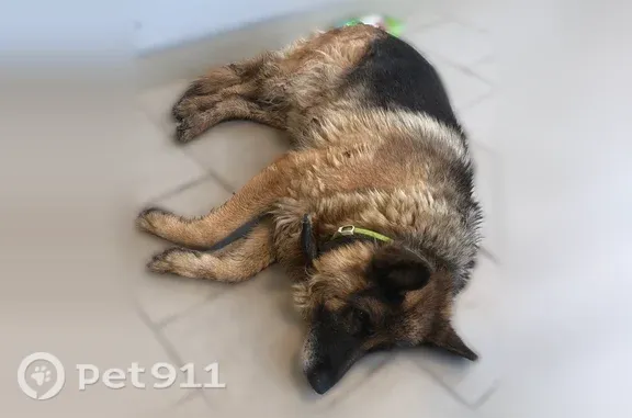 Найдена собака, село Маслово,...
