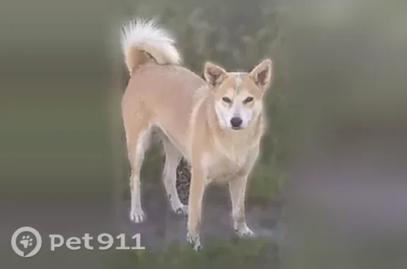 Найдена собака, Село Лапотково...