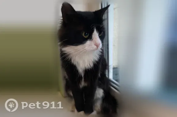 Пропала кошка, Село Чубовка, М.Горького, д. 64А, Чубовка — кот, 3 года, бежевый ошейник - photo
