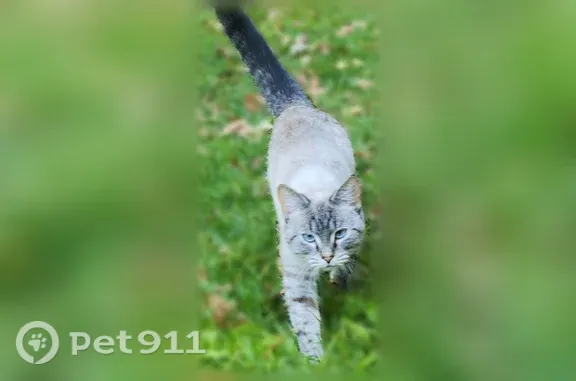 Найдена кошка, Серпухов, фото: Найдена кошка, Деревня Верхние Велеми (г Серпухов), д. 31, Серпухов — молодая, тайский окрас
