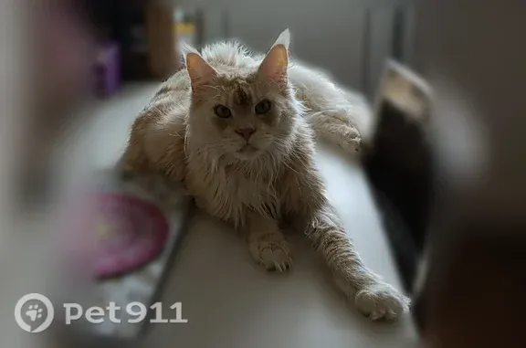 Пропала кошка, Воронеж, 9 Января, д. 302 — мейн-кун, песочный окрас - photo