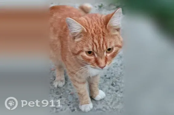 Найдена кошка, Виноградный 5-й, д. 11, Пенза — молодой рыжий кот - photo
