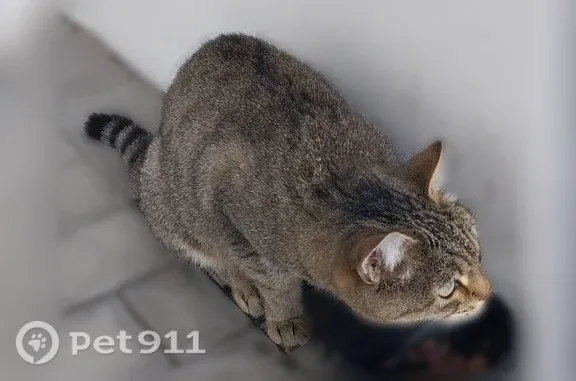 Найдена кошка, Ульяновск, фото: Найдена кошка, Юго-Западная, д. 8, Ульяновск — периодически приходит поесть