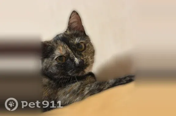 Пропала кошка, Новоалтайск, Анатолия, д. 41 — девочка, 6 месяцев - photo