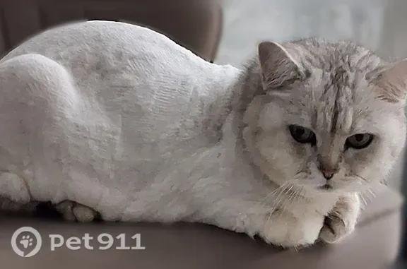 Кошки потеряшки, Киров, фото: Потеряшка кошка, Мостовицкая, д. 5А, Киров — британец с двумя шрамами на спине