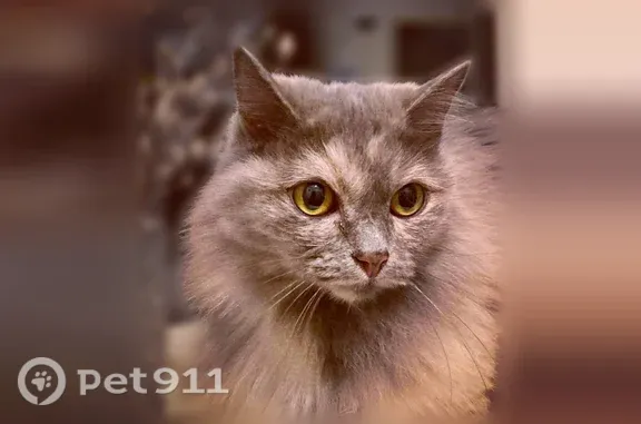 Пропала кошка, Мичурина, д. 29, Красноярск — пугливая, с тёмной маской - photo