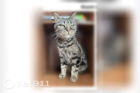 Найдена кошка, Казань, фото: Найдена кошка, Академика Парина, д. 12, Казань — домашняя, породистая и ласковая