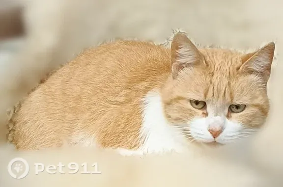Найдена кошка, Хапо-Ое, фото: Найдена кошка, Деревня Хапо-Ое, Хапо-Ое — рыжая, ухоженная, пришла к дому